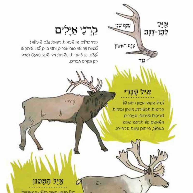 תמונת מוצר 3