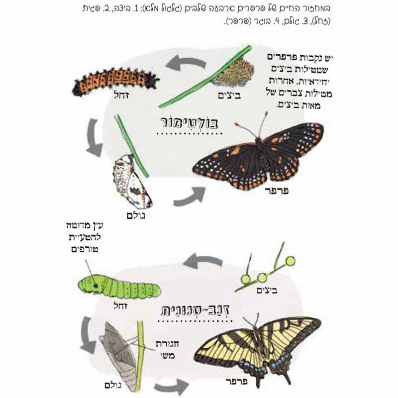 תמונת מוצר 5